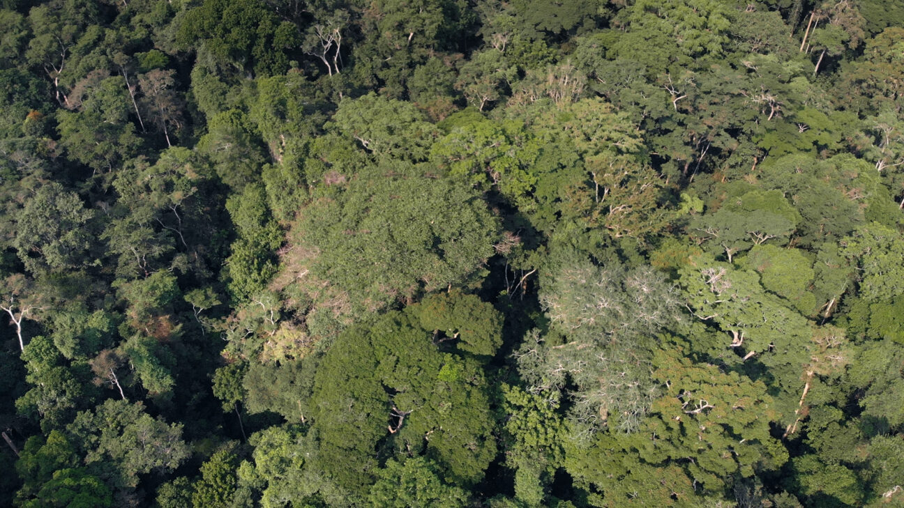 L’arbre de l’authenticité (2025)